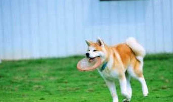 秋田犬可以养吗