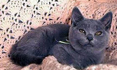 卡尔特猫不吃不喝呕吐