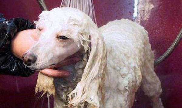 贵宾犬多大可以洗澡