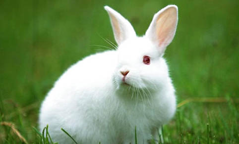 兔子配种怎么辨别