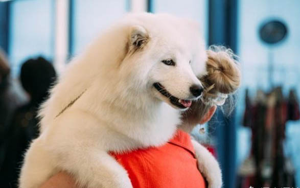 什么是萨摩耶犬的脱毛症