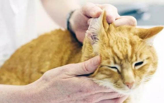 猫咪腿摔瘸了可以自愈吗
