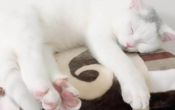 猫咬指甲还很用力地拉是怎么回事啊