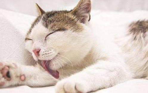 猫猫狗狗能喝酸奶吗