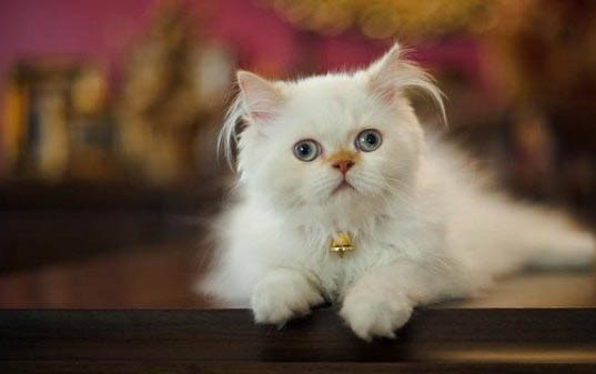 猫猫有泪痕是什么情况