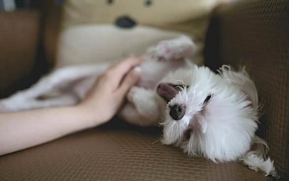 小狗泪痕该怎么去除