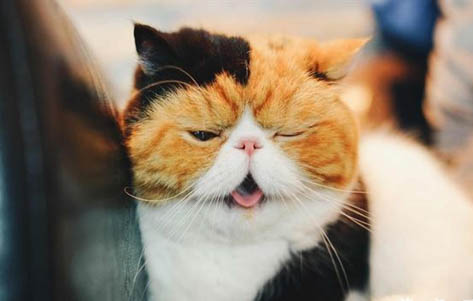 加菲猫眼睛发炎什么症状