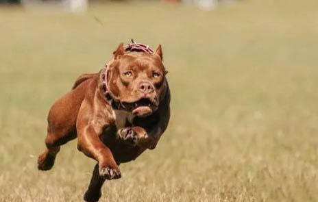 黑色比特犬是纯种吗