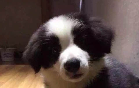 狗狗喝什么奶粉好