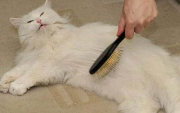 猫咪厌食嗜睡的原因及解决办法