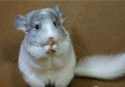 龙猫抽搐多久会好?
