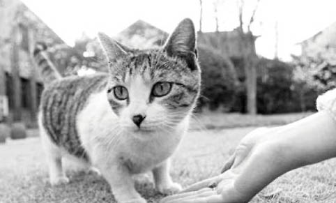 猫的胰腺炎饮食注意事项