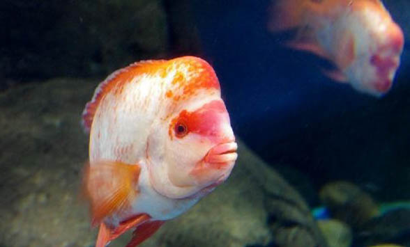 新鱼缸怎么样养热带鱼？