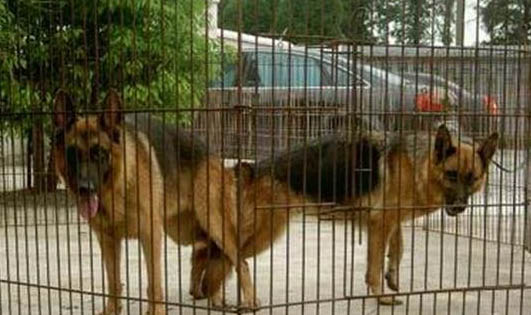 母犬例假期间需要注意什么