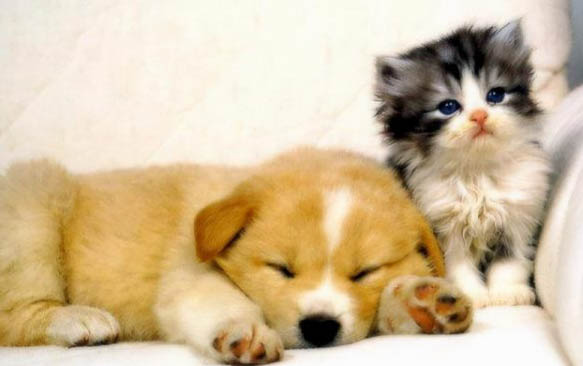 温度多低小猫会被冻死