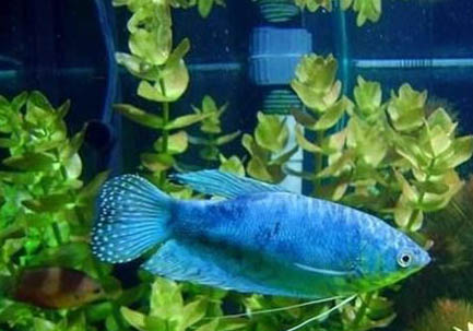 蓝星鱼繁殖方法?