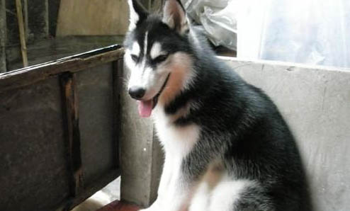 犬瘟热后遗症都有哪些