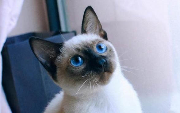 怎样处理猫咪嘴巴发臭