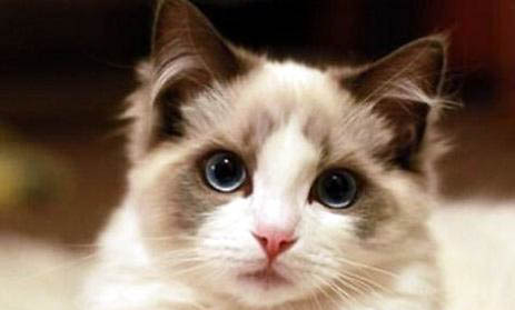 布偶猫能活多久?