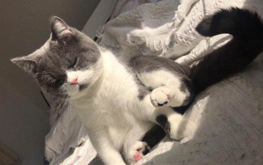 猫咪喉咙发炎干呕怎么回事