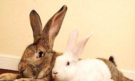兔子的饲养注意事项