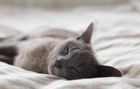 猫咪吃什么可以改善口臭