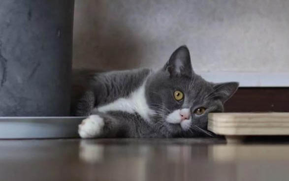 猫咪的嘴巴为什么很小呢