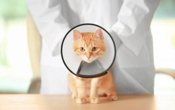 猫咪对主人有感情吗