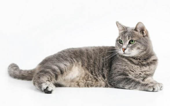 猫多囊肾一般情况下能活多久