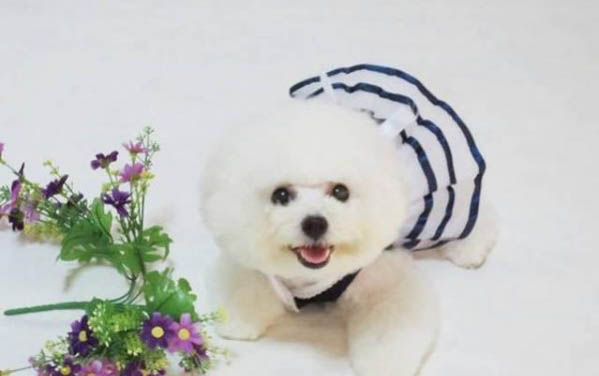冠能狗粮是国产还是进口