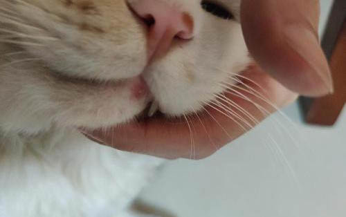 猫咪与人类年龄对照表
