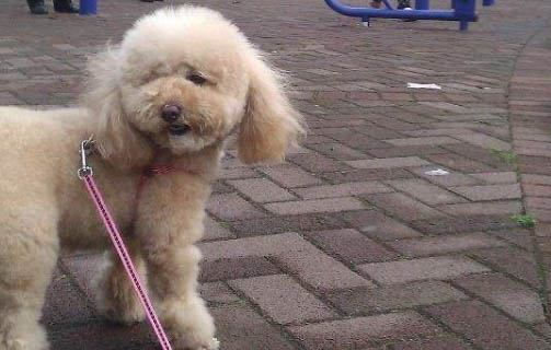 狗狗真的不能吃盐吗