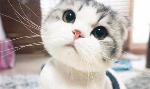 折耳猫发病前兆