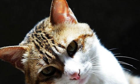 猫咪体内外驱虫药哪个好