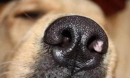 狗鼻子变黑要多久