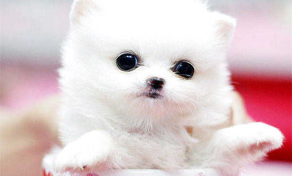 为什么茶杯犬不可以养