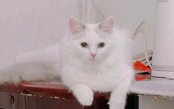 猫咪呕吐、不吃不喝和没有精神是怎么回事啊