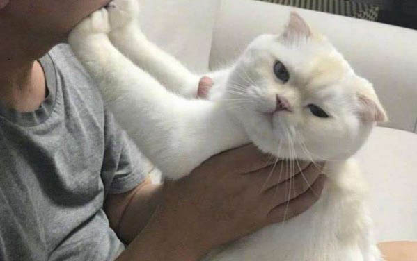 对主人忠诚的猫咪