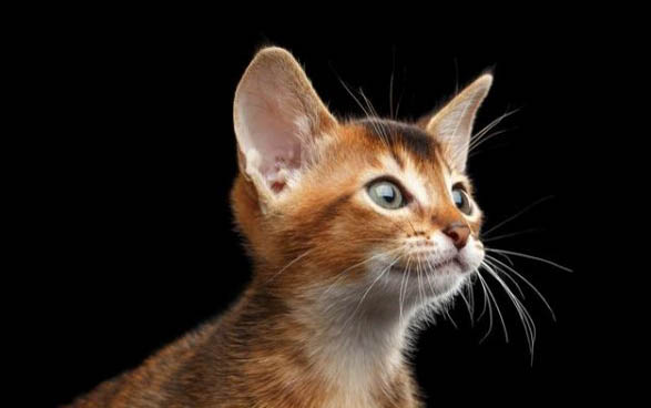 猫咪肝肾衰竭的原因及处理方法