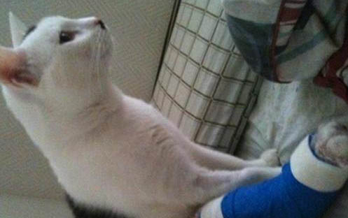 猫咪拉软便但精神还好是怎么回事