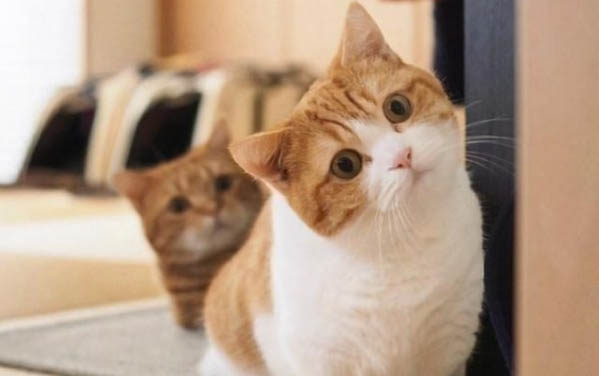 刚出生的小猫喝羊奶能活吗