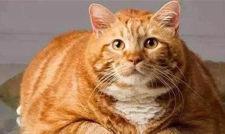 猫咪出生后多久可以离开猫妈妈