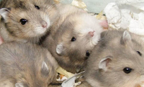 家里养仓鼠对人有害吗？