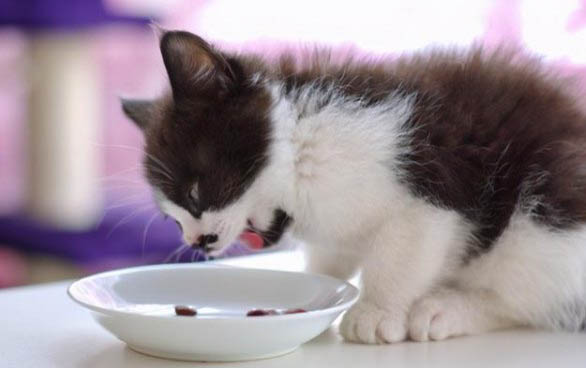 小猫出门呼吸急促怎么回事