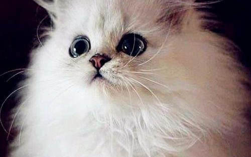 两个月的小猫带回来吃幼猫粮一直拉稀