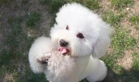 狗狗胃肠炎为什么不吃东西了
