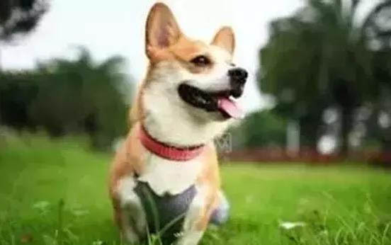 白色的小狗有哪些小型犬品种?