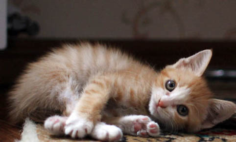 猫咪牙周炎是什么症状