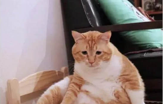 橘猫为什么不胖脸？