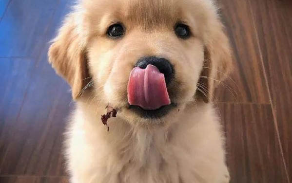 小狗能不能吃鱼籽